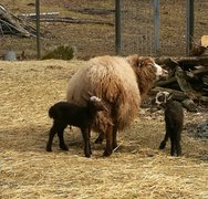 Berta med nyfödda lamm 2018
